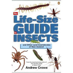 The Life-Size Guide to Insects