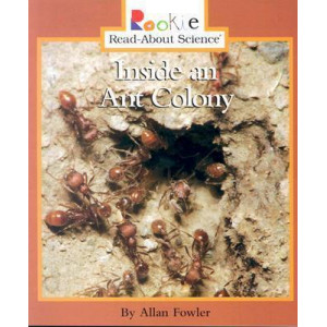 Inside an Ant Colony