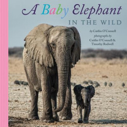 Baby Elephant in the Wild