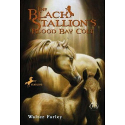 Black Stallion's Blood Bay Colt