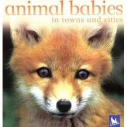 Animal Babies in Towns and Cities