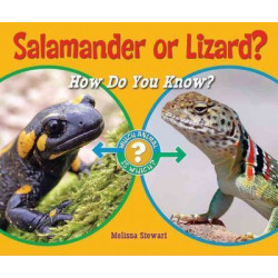 Salamander or Lizard?