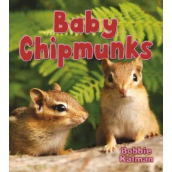 Baby Chipmunks