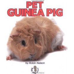Pet Guinea Pig