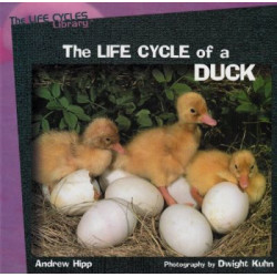 Life Cycle of a Duck