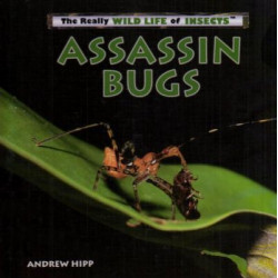 Assassin Bugs