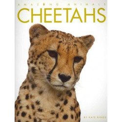 Amazing Animals: Cheetahs