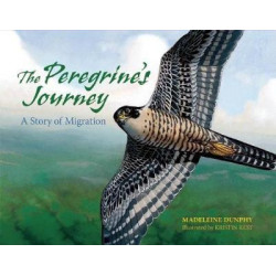 The Peregrine's Journey