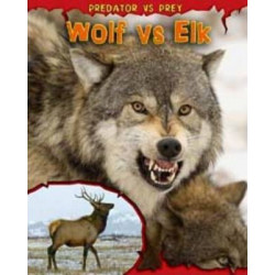 Wolf vs Elk
