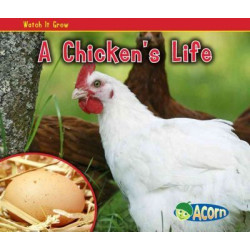 A Chicken's Life