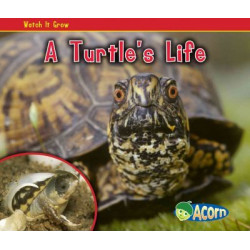 A Turtle's Life