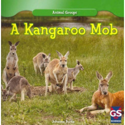 A Kangaroo Mob
