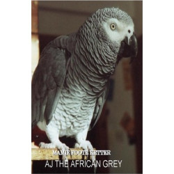Aj the African Grey