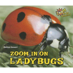 Zoom in on Ladybugs