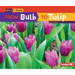 From Bulb to Tulip