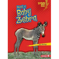 Meet a Baby Zebra