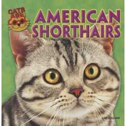 American Shorthairs