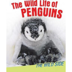 Wild Life of Penguins