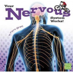 Your Nervous System Works!