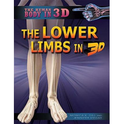 The Lower Limbs in 3D