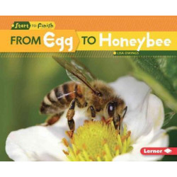 From Egg to Honeybee