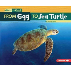 From Egg to Sea Turtle