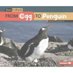 From Egg to Penguin