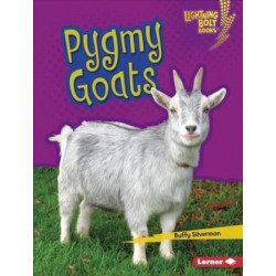 Pygmy Goats