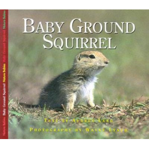 Baby Ground Squirrel