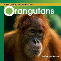 Welcome to the World of Orangutans