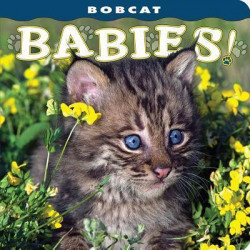 Bobcat Babies!
