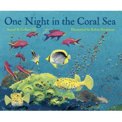 One Night In The Coral Sea