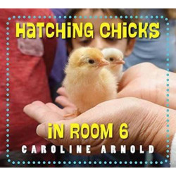 Hatching Chicks In Room 6