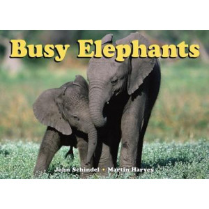 Busy Elephants