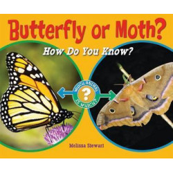 Butterfly or Moth?: How Do You Know?