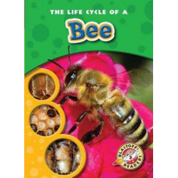 The Life Cycle of a Bee