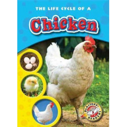 The Life Cycle of a Chicken