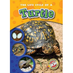 The Life Cycle of a Turtle