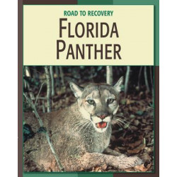 Florida Panther