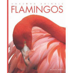 Amazing Animals Flamingos