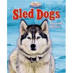 Sled Dog