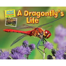 A Dragonfly's Life