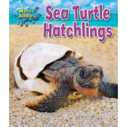 Sea Turtle Hatchlings