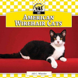 American Wirehair Cats