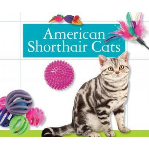 American Shorthair Cats