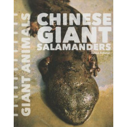 Chinese Giant Salamanders