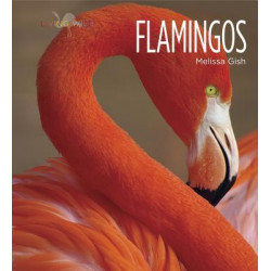 Living Wild: Flamingos