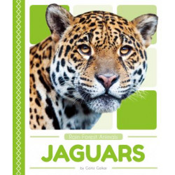 Rain Forest Animals: Jaguars