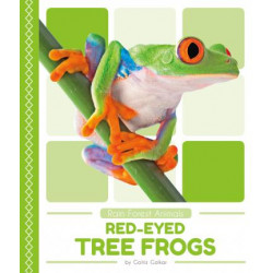 Rain Forest Animals: Red-Eyed Tree Frogs