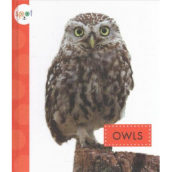 El Buho (Owls)